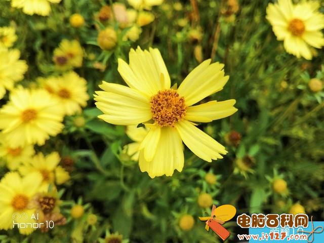 iPhone X、荣耀10、小米8拍照对比评测 苹果秒杀一切?