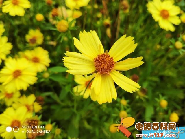 iPhone X、荣耀10、小米8拍照对比评测 苹果秒杀一切?