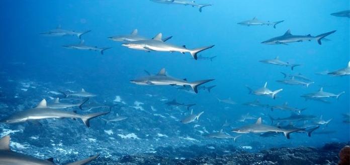 什么鱼比较好养 什么鱼比较好养活